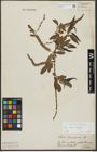 Foto von Salix alba L. x Salix fragilis L.